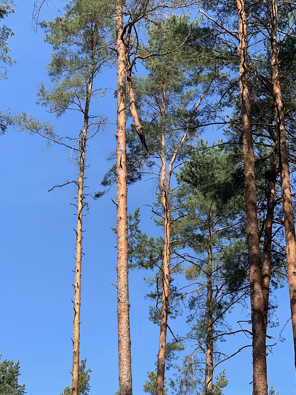 研究：歐洲購車者更傾向選擇中國品牌 美國車吸引力下滑