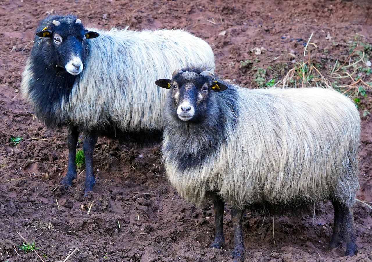 匯豐最新調查！中國股市成為全球機構投資者首選